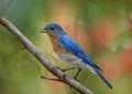 Eastern Bluebird Male