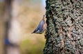 Eastern bluebird male, bright blue on the back Royalty Free Stock Photo