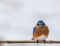 Eastern Bluebird male perched in February with snow on the ground Royalty Free Stock Photo