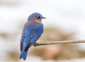 Eastern Bluebird male perched in February with snow on the ground Royalty Free Stock Photo