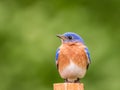 Eastern Bluebird male perched with simple green background room for text Royalty Free Stock Photo