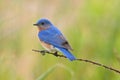 Eastern Bluebird Male