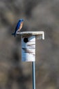 Eastern Bluebird Male Stands on Bird Box Royalty Free Stock Photo