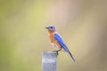 Eastern Bluebird in Millbrook, NY