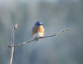 Eastern Bluebird with Moody Blue Background