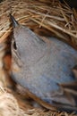 Eastern Bluebird on a Nest