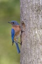 Eastern Bluebird at the nest