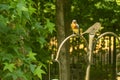 An Eastern Bluebird Perched on a Birdfeeder in Spring.