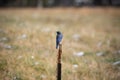 Eastern Bluebird