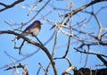 Eastern Bluebird perched on a tree branch in Texas winter