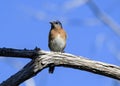 Eastern Bluebird posing on a branch