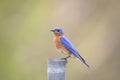 Eastern Bluebird on a post Royalty Free Stock Photo