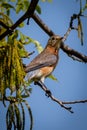 Eastern Bluebird resting on a tree branch