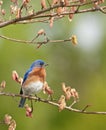 Eastern Bluebird, Sialia sialis Royalty Free Stock Photo
