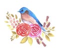 Eastern bluebird or Sialia sialis bird on red roses and leaves watercolor Royalty Free Stock Photo