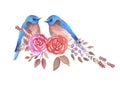 Eastern bluebird or Sialia sialis couple on red roses watercolor artwork