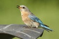 Eastern Bluebird (Sialia sialis) Drinking