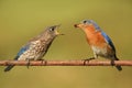 Eastern Bluebird (Sialia sialis) feeding a baby