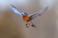 Eastern Bluebird Sialia sialis In Flight Royalty Free Stock Photo