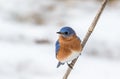 Eastern Bluebird male perched in February with snow on the ground Royalty Free Stock Photo