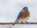 Eastern Bluebird male perched in February with snow on the ground Royalty Free Stock Photo