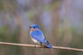 Eastern Bluebird male perched with simple gray toned bokeh background room for text Royalty Free Stock Photo