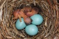 Eastern Bluebird Sialia sialis nest