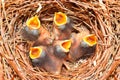 Eastern Bluebird (Sialia sialis) nest Royalty Free Stock Photo