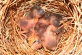 Eastern Bluebird (Sialia sialis) nest