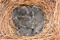 Eastern Bluebird (Sialia sialis) nest Royalty Free Stock Photo