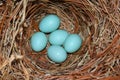 Eastern Bluebird (Sialia sialis) nest Royalty Free Stock Photo