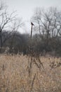 Singular Eastern Bluebird Perched Atop a Dried Plant in a Field - Sialia sialis Royalty Free Stock Photo