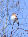 Eastern Bluebird Sitting on a Thin Branch Royalty Free Stock Photo