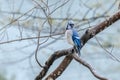 Eastern Bluebird on tree branch