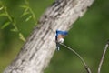 Eastern Bluebird Watching Insect Royalty Free Stock Photo