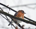 Eastern Bluebird during winter in NewYorkState Royalty Free Stock Photo