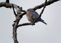 Eastern bluebird (Sialia sialis) perched on a branch in Fishers, Indiana