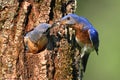 Eastern Bluebirds Royalty Free Stock Photo