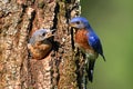 Eastern Bluebirds Royalty Free Stock Photo