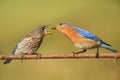 Eastern Bluebirds (Sialia sialis) Royalty Free Stock Photo