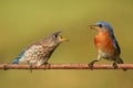 Eastern Bluebirds (Sialia sialis) Royalty Free Stock Photo