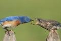 Eastern Bluebirds (Sialia sialis) Royalty Free Stock Photo