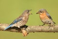 Eastern Bluebirds (Sialia sialis)