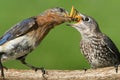 Eastern Bluebirds (Sialia sialis) Royalty Free Stock Photo