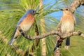 Eastern bluebirds Sialia sialis perched on long leaf pine tree as the male looks at female, pine needles and blue sky background Royalty Free Stock Photo