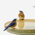 Eastern Bluebirds During Snowstorm. Royalty Free Stock Photo