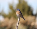 Eastern Bluerbird (Sialia sialis fulva) - the south-western subspecies Royalty Free Stock Photo