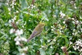 Eastern Bonelli`s Warbler (Phylloscopus orientalis) feeding among the grasses Royalty Free Stock Photo