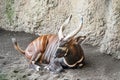 Eastern Bongo Royalty Free Stock Photo