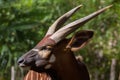 Eastern bongo Tragelaphus eurycerus isaaci Royalty Free Stock Photo